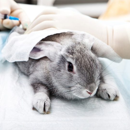 10 Reasons To Go Cruelty Free